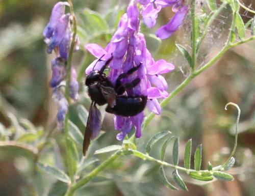 Xylocopa iris